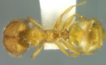 Media type: image;   Entomology 34364 Aspect: habitus dorsal view